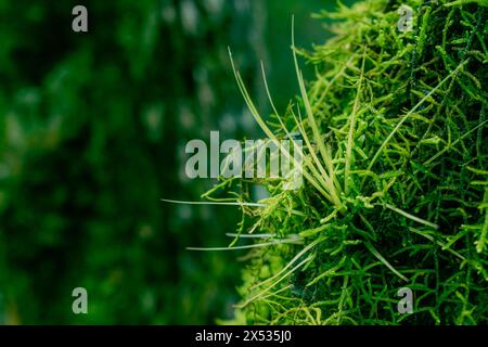 DETAIL OF A SMALL Bromeliaceae GROWING IN THE MIDDLE OF THE MOSS OF A TREE, OUT OF FOCUS BACKGROUND WITH SPACE FOR TEXT Stock Photo