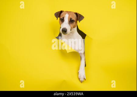 Cute Jack Russell Terrier dog tearing up yellow cardboard background.  Stock Photo