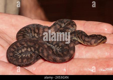 Juvenile Arafura File Snake on persons hand Stock Photo