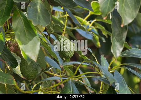 Avocado fruit hanging on tree branch with natural sunlight filtering through the leaves Stock Photo
