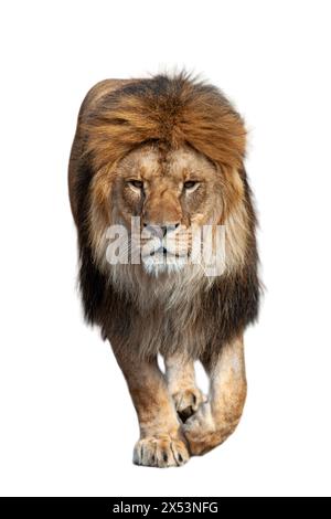 A majestic lion confidently strides across a plain white background. The lions powerful muscles are evident as it moves gracefully with purpose Stock Photo