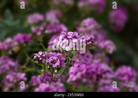 Closeup of flowers of Hormathophylla spinosa 'Roseum' in a garden in spring Stock Photo