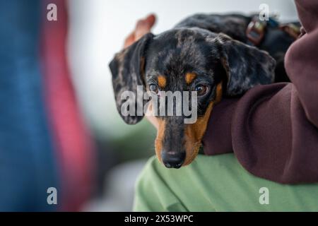 A black and tan miniature dachshund with brindle markings lying on the lap of its owner. The dachshund  also known as the wiener dog or sausage dog, Stock Photo