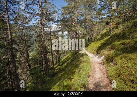 Long a path inside a peaceful forest , no people around Stock Photo
