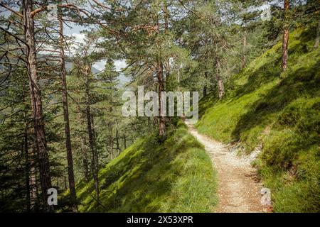 Long a path inside a peaceful forest , no people around Stock Photo