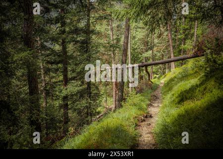 Long a path inside a peaceful forest , no people around Stock Photo