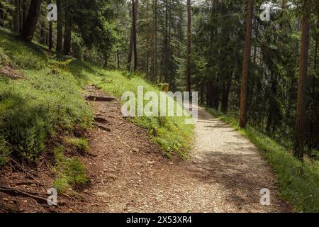 A fork long a path inside a peaceful forest , no people around Stock Photo