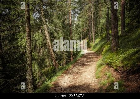 Long a path inside a peaceful forest , no people around Stock Photo