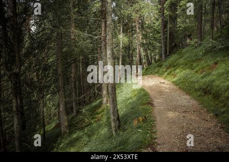 Long a path inside a peaceful forest , no people around Stock Photo