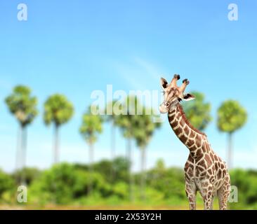 Cute curiosity giraffe on summer landscape background. The giraffe looks interested. Animal stares interestedly. Beautiful scenic with giraffe, palm t Stock Photo