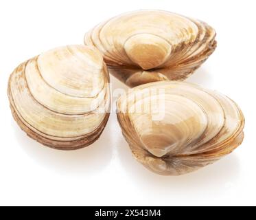 Three raw hard clams isolated on white background. Stock Photo
