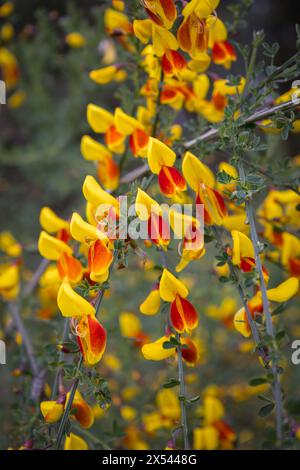Close up of the yellow broom, with the bright yellow and red colored petals, a strong shrub that grows on poor soil, the Netherlands Stock Photo
