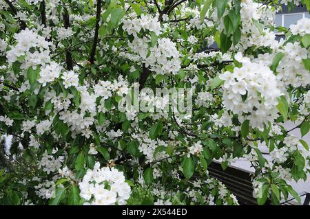 Copenhagen/ Denmark/05 May 2024 /Springs blooms in danish capital ...