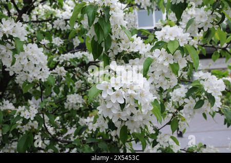Copenhagen/ Denmark/05 May 2024 /Springs blooms in danish capital ...