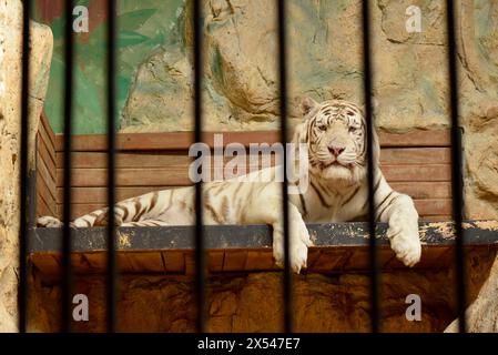 White Bengal tiger Panthera tigris tigris making eye contact in cage behind bars in Sofia Zoo, Sofia Bulgaria, Eastern Europe, Balkans, EU Stock Photo