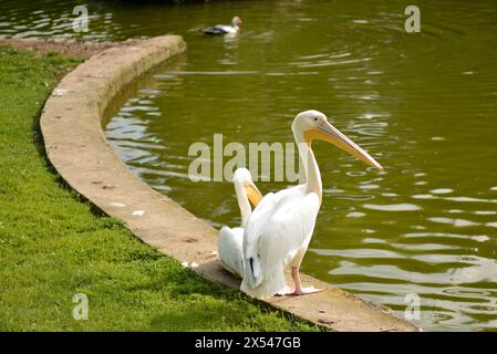 Couple of Pelicans perching at a lake in the Sofia Zoo in Sofia Bulgaria, Eastern Europe, Balkans, EU Stock Photo