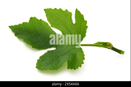 Fig leaf isolated on white background Stock Photo