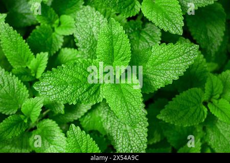 Fresh green lemon balm  background Stock Photo