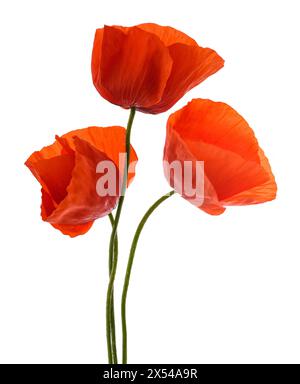 Red poppy flowers isolated on white background Stock Photo