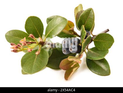 Indian hawthorn isolated on white background Stock Photo
