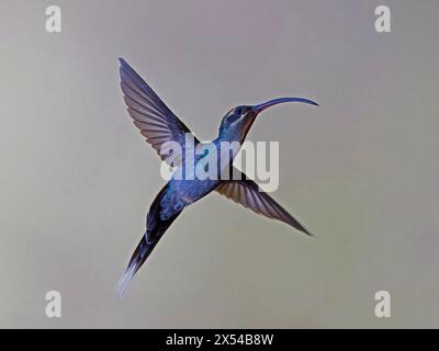 Female green hermit hummingbird hovering Stock Photo