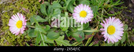 Pink and white common daisies growing in the grass Stock Photo