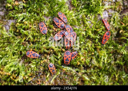 Firebugs clustering together on moss growing on a beech tree. Stock Photo