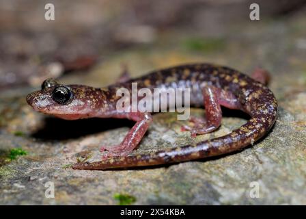 Geotriton of Gennargentu (Speleomantes imperialis) in Is Alinos brook ...