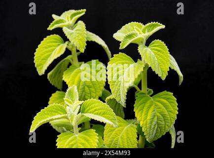 Australian Lemon Leaf, Green Velvet (Plectranthus spec.), leaves Stock Photo
