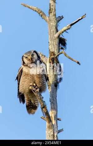northern hawk owl (Surnia ulula), sits in the moor on the branch of a dead pine tree, Finland, Kajaani, Kainuu Stock Photo
