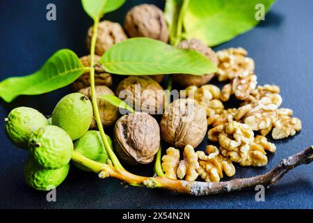 walnut (Juglans regia), unripe, ripe and cracked walnuts Stock Photo