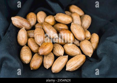 Pecan (Carya illinoiensis, Carya pecan), whole pecan nuts Stock Photo