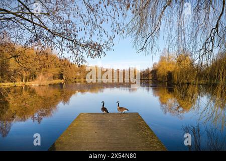 Canada goose (Branta canadensis), two Canada geese on a wooden footbridge by the lake in the spa gardens, Germany, North Rhine-Westphalia, Bad Wuennen Stock Photo