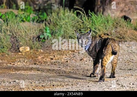 Iberian lynx (Lynx pardinus), stands in a dehesa in the dark, Spain, Andalusia, Sierra de Andujar National Park Stock Photo