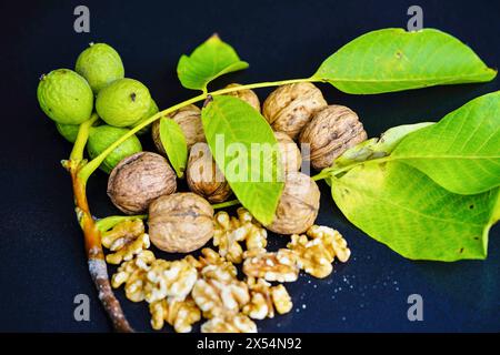 walnut (Juglans regia), unripe, ripe and cracked walnuts Stock Photo