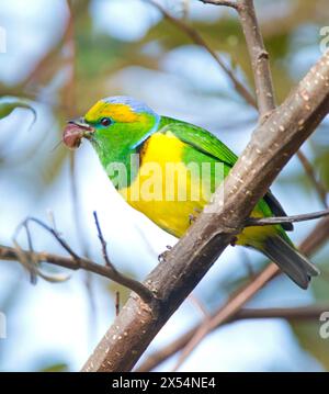 golden-browed chlorophonia (Chlorophonia callophrys), sitting on a branch in Central American rain forest., Costa Rica Stock Photo