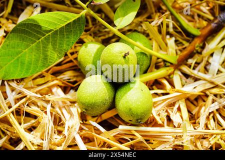 walnut (Juglans regia), unripe walnuts on straw Stock Photo