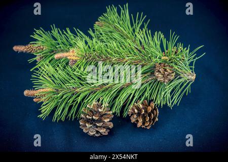 Mountain pine, Mugo pine (Pinus mugo), Pine branch with cones Stock Photo