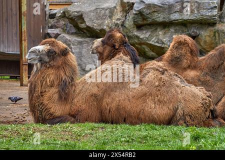 Image of two large camels lying on the grass Stock Photo