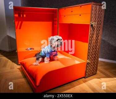 London, UK. 7th May, 2024. Tho (Theodore) the Yorkie (Yorkshire Terrier) enjoys trying out 'Archi's Travel Trunk' by George and James Architects Ltd, Estimate: £750 - £1,250 - The highlights from Goodwoof's Barkitecture kennel design competition 2024 at Bonhams, New Bond Street. The brainchild of Kevin McCloud MBE and The Duke of Richmond and themed 'Lounge Access: For the Jet-Setting Dog'. The proceeds will be donated to the event charity, Jai Dog Rescue, which transforms the lives of street dogs in Thailand. The sale is on 19 May. Credit: Guy Bell/Alamy Live News Stock Photo