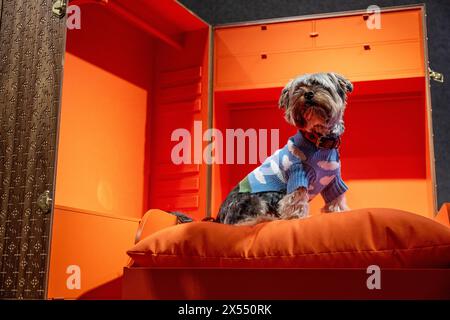 London, UK.  7 May 2024.  Yorkshire terrier 'Tho' (Theodor) with 'Archi's Travel Trunk' by George and James Architects Ltd (Est. £750 - £1,250) at a photocall at Bonhams New Bond Street for highlights from Goodwoof’s Barkitecture kennel design competition.  The kennels will be auctioned on behalf of Goodwoof at Goodwood, Chichester, on 19 May.  Curated by Kevin McCloud MBE and The Duke of Richmond, Barkitecture is a unique competition celebrating the best of kennel architecture. This year’s theme is travelling in style with the title Lounge Access: For the Jet-Setting Dog.  Credit: Stephen Chu Stock Photo