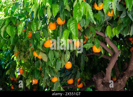 Oranges on trees in Andalucia in Spain Stock Photo