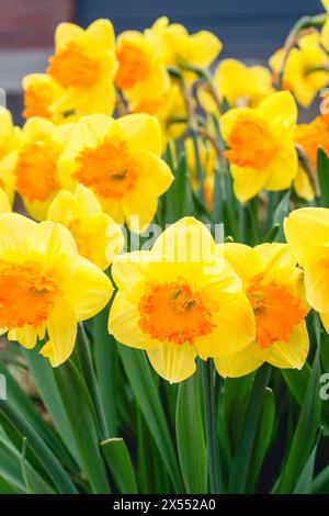 One of the first flowers to bloom at the end of winter, signaling the beginning of spring has come. Taken in the springtime of eastern Ontario, Canada Stock Photo
