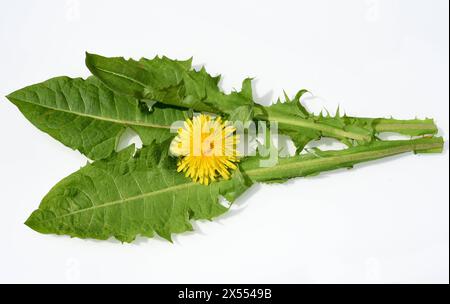 Loewenzahn, Taraxacum officinale als Mauerbluemchen, ist eine Pionierpflanze und Ueberlebungskuenstler die auch Schotterwegen gedeihen kann. Loewenzah Stock Photo