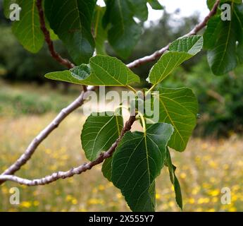Closeup of the green leaves and unripe fruits of the garden fig plant ficus carica maxim. Stock Photo