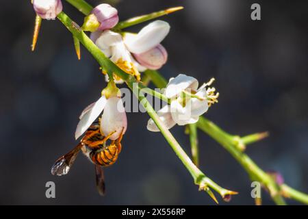 Rhodanthidium sticticum,  Spotted Red-Resin Bee Stock Photo