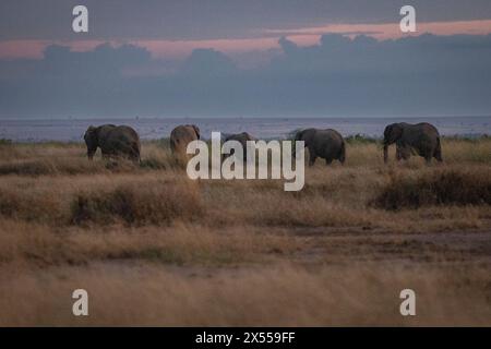 Herd of elephants at Amboseli National Park in Kajiado County, Kenya, East Africa. Stock Photo