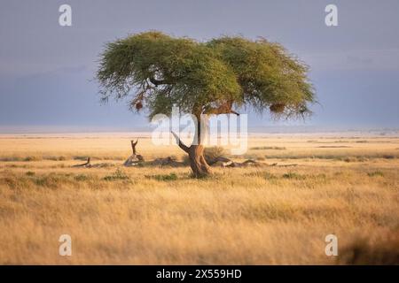 Acacia tree at Amboseli National Park in Kajiado County, Kenya, East Africa. Stock Photo