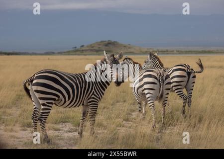 Pack of zebra at Amboseli National Park in Kajiado County, Kenya, East Africa. Stock Photo