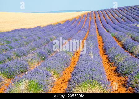 Lavender field. La Alcarria, Guadalajara province, Castilla La Mancha, Spain. Stock Photo